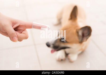 Main mâle holding toothbrush et corgi chien Banque D'Images