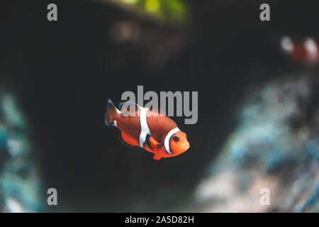 Nemo le poisson clown ou fishswimming autour de réservoir d'aquarium. Poissons avec bande blanche et rouge Banque D'Images