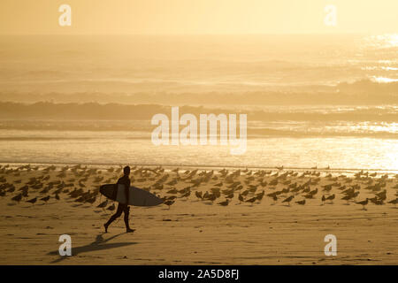Surf Surfer holding tournant sur une plage pleine de mouettes Banque D'Images