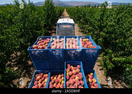 Tracteur avec cartons pleins de fruits sur une peach orchard Banque D'Images