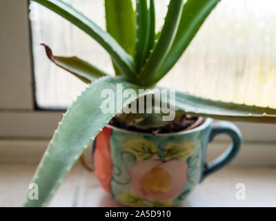 Alo Vera dans la salle de bains, les plantes dans la maison, Reading, Berkshire, Angleterre, RU, FR. Banque D'Images