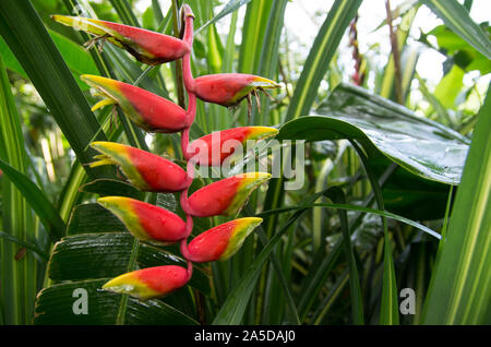 Heliconia Bec de perroquet fleur rouge caraïbes guadeloupe plante verte fleurs rouge Banque D'Images