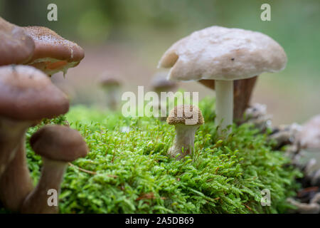 Toadstools divers de différentes tailles croître en vert mousse dense sur un vieux tronc d'arbre Banque D'Images