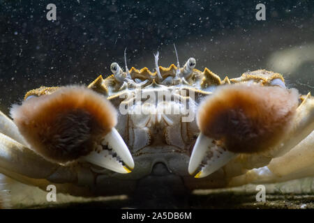 Crabe chinois, Eriocheir sinensis, le crabe sur le lit ,Chester ,captif ,Octobre Banque D'Images