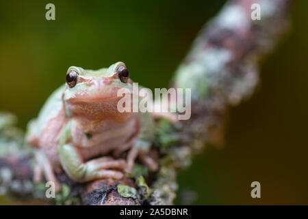 European rainette, Hyla arborea, sur une branche, captive, Staffordshire, octobre Banque D'Images