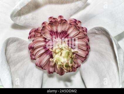 Gros plan d'une fleur de hellébore rose avec des pétales de différentes nuances Banque D'Images