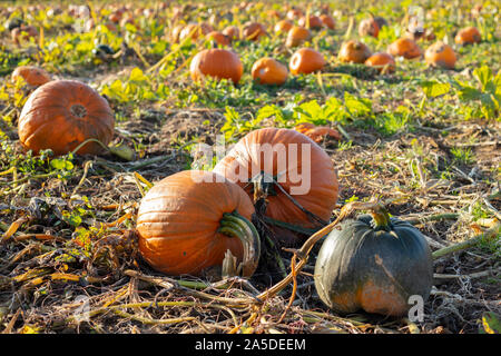 Pumpkins prête à être cueillie dans un champ Banque D'Images