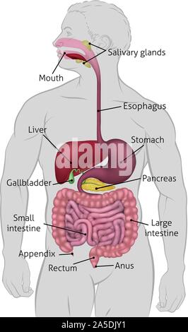 Système digestif Gastro-intestinal humain Illustration de Vecteur