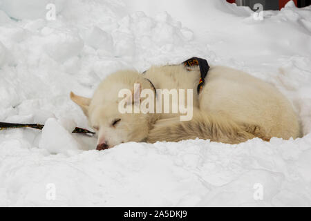 Chien couché dans la neige et le sommeil, comté de Kiruna, en Laponie suédoise, Suède Banque D'Images