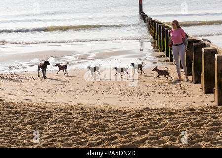 Bournemouth, Dorset UK. 20 octobre 2019. Météo France : sec mais froid de commencer la journée avec un peu de soleil, en tant que visiteurs, chef de la mer pour profiter de la météo. Les chiens s'amuser sur la plage. Credit : Carolyn Jenkins/Alamy Live News Banque D'Images