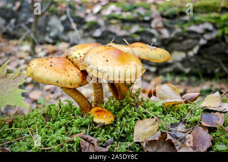 Des champignons vénéneux - faux miel (Agarics Hypholoma fasciculare) sur le tronc pourri d'un bouleau. Le danger de l'ignorance Banque D'Images