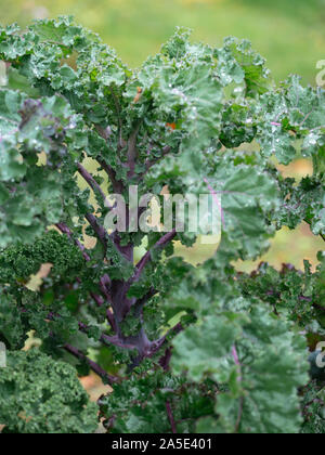 Kale allemand longue tige variété appelée Lippischer Braunkohl ou Lippische Palme. Banque D'Images