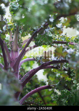 Kale allemand longue tige variété appelée Lippischer Braunkohl ou Lippische Palme. Banque D'Images