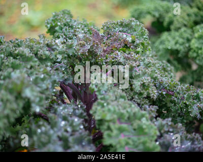 Kale allemand longue tige variété appelée Lippischer Braunkohl ou Lippische Palme. Banque D'Images