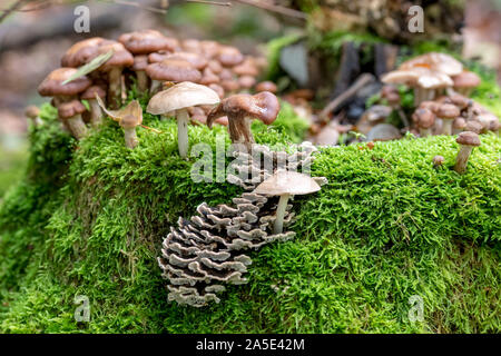 Toadstools divers de différentes tailles croître en vert mousse dense sur un vieux tronc d'arbre Banque D'Images