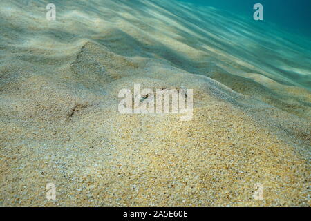 Une seiche cachés dans le sable sur le fond marin, sous-marin dans la mer Méditerranée, France Banque D'Images