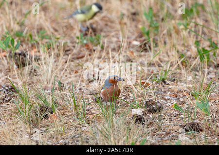 Chaffinch commun-Pinson des arbres (Fringilla coelebs), Auvergne, France. Banque D'Images