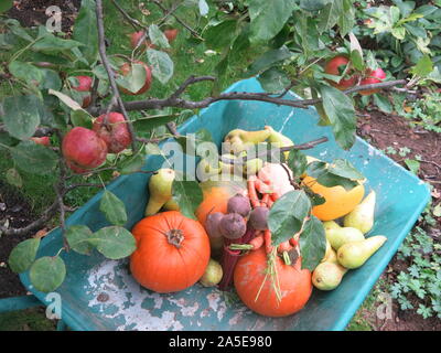 Une brouette pleine d'automne produire garé sous un arbre fruitier avec rosy pommes rouges ; temps de récolte dans le Northamptonshire, Octobre 2019 Banque D'Images