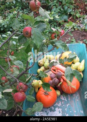 Une brouette pleine d'automne produire garé sous un arbre fruitier avec rosy pommes rouges ; temps de récolte dans le Northamptonshire, Octobre 2019 Banque D'Images