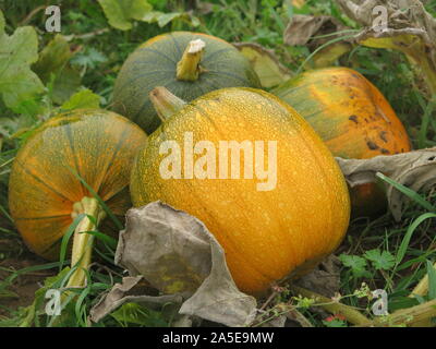 | Groupe de quatre grandes citrouilles allongé sur le sol dans un champ, prêt pour la récolte et les festivals d'Halloween. Banque D'Images