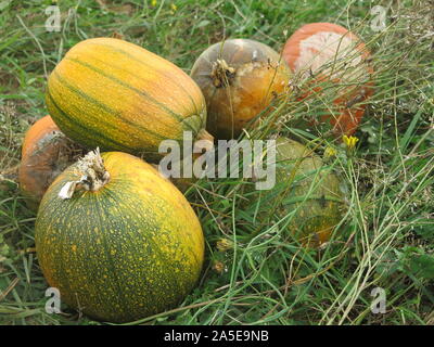 Une pile de citrouilles et courges mûres couché dans un champ, prêt pour la cueillette pour utilisations culinaires ou sculpture pour l'Halloween. Banque D'Images