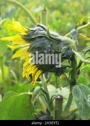 Close-up vue latérale d'un tournesol dans un champ à la fin de la saison de croissance. Banque D'Images