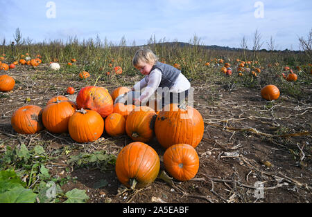 Worthing, Royaume-Uni. 20 Oct, 2019. Deux ans et demi d'Izzy citrouilles cueillette à Bramber près de Worthing West Sussex sur une belle journée d'automne ensoleillée mais cool . Crédit : Simon Dack/Alamy Live News Banque D'Images