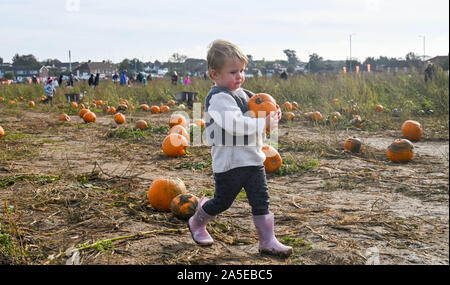 Worthing UK 20 octobre 2019 - Deux ans et demi d'Izzy citrouilles cueillette à Bramber près de Worthing West Sussex sur une belle journée d'automne ensoleillée mais cool . Crédit photo : Simon Dack / Alamy Live News Banque D'Images