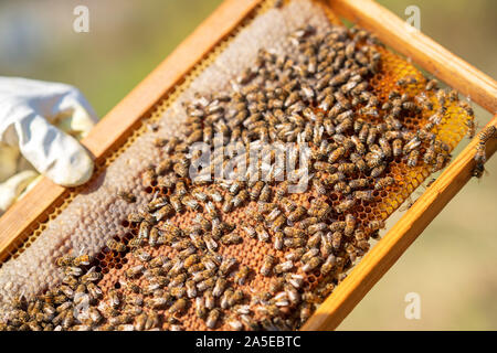 Les abeilles travaillent dur pour produire du miel sur Honeycomb. Banque D'Images