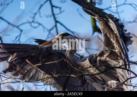 Grand héron Ardea herodias ou prêt à décoller avec les ailes déployées entre les branches d'un arbre contre un fond de ciel bleu Banque D'Images