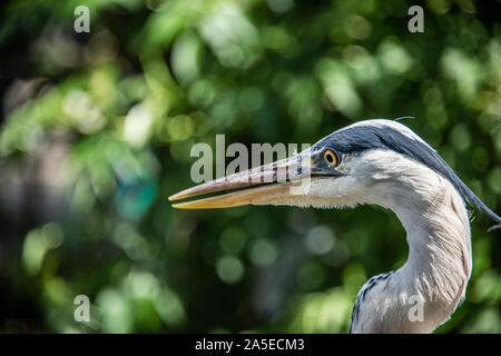 Grand héron Ardea herodias ou tournant la tête dans l'autre sens contre green leafs background Banque D'Images