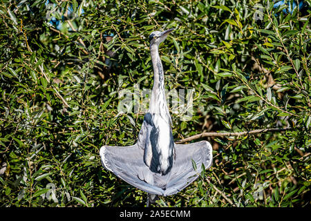Photo unique d'un bain de soleil Grand héron Ardea herodias ou ses ailes repliables pour recueillir la lumière du soleil et de la chaleur à une séchage feaf vert retour Banque D'Images