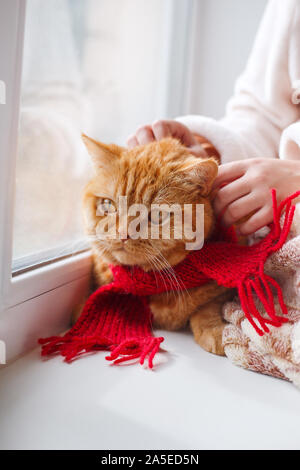 petite fille qui a un chat de gingembre sur le rebord de la fenêtre de la maison Banque D'Images