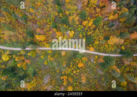 Drone Vue de dessus plus tourner road bend de campagne automne forêt de pins Banque D'Images