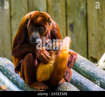 La mère à titi cuivré avec son nourrisson, singe de câlins avec son bébé, le comportement des primates Banque D'Images