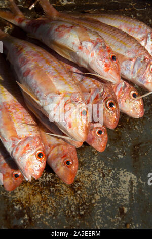 Rouget frais, Mullus surmuletus, pris dans la Manche. Le poisson est parfois appelé rouget rayé et sont très prisés comme Banque D'Images