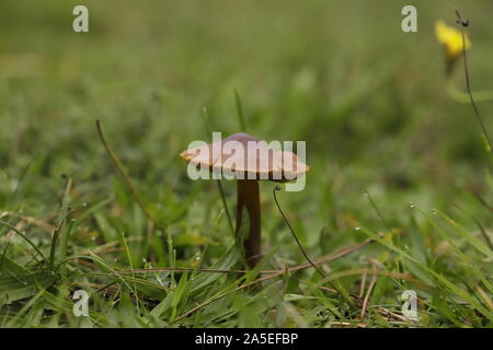 Minicata waxcap Hygrocybe Vermillion ou un tabouret de crapaud orange Banque D'Images