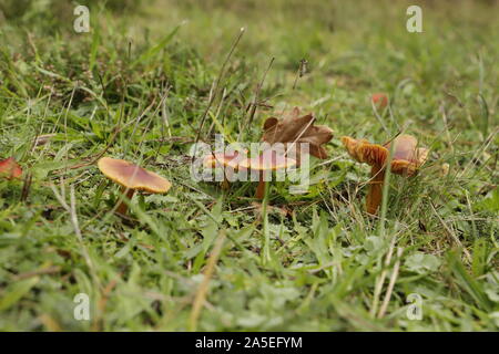 Minicata waxcap Vermillion ou Hygrocybe un minuscule champignon orange Banque D'Images