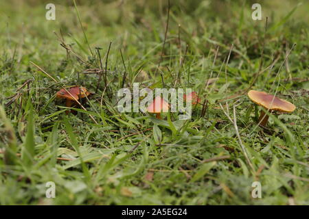 Minicata waxcap Vermillion ou Hygrocybe un minuscule champignon orange Banque D'Images