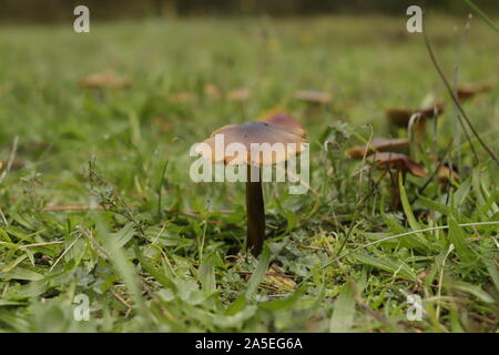 Minicata waxcap Vermillion ou Hygrocybe un minuscule champignon orange Banque D'Images