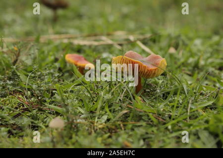 Minicata waxcap Hygrocybe Vermillion ou un tabouret de crapaud orange Banque D'Images