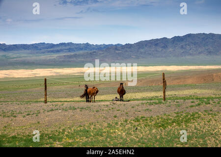 Chevaux attachés mongole sur support de corde Banque D'Images