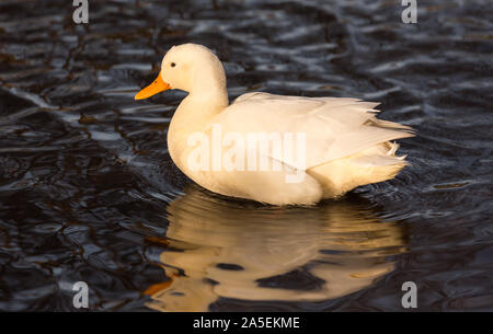 Natation canard blanc sur un lac Banque D'Images