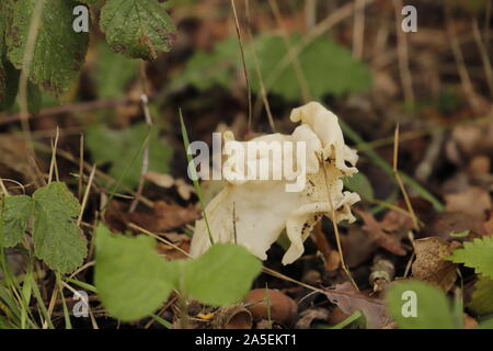 White elfin saddle aussi connu comme helvel commun ou helvella crispa, c'est un tabouret de crapaud remarquable Banque D'Images