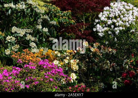 Rhododendrons azalées,printemps,blanc,rose,orange,fleurs,fleurs,fleurs,Fleurs,RM Banque D'Images