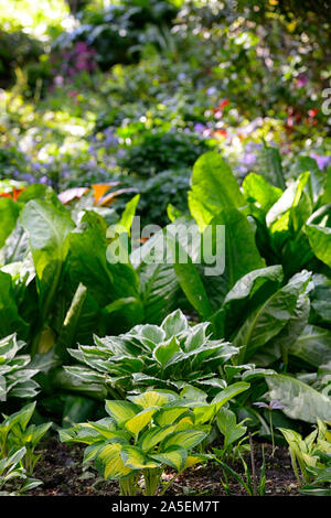 Choux,Lysichiton americanus, hosta hostas,feuilles,DE,bois,bois,feuilles,ombre ombragée,,ombragé,bog,boggy Floral,RM Banque D'Images