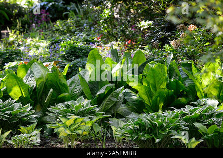 Choux,Lysichiton americanus, hosta hostas,feuilles,DE,bois,bois,feuilles,ombre ombragée,,ombragé,bog,boggy Floral,RM Banque D'Images