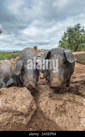 Les porcs ibériques noir curieux le stand de pata negra dans leur résidence à l'extérieur et regarder autour avec intérêt Banque D'Images