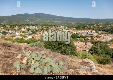 Cactus développe à Bedoin, Provence, France. Banque D'Images