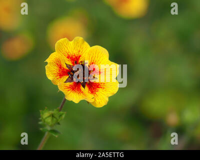 Rouge et jaune vif Potentilla 'Esta Ann' Fleur (potentille) Banque D'Images